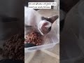 It's our kitten eating time.
