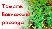 Как легко пикировать перец - YouTube