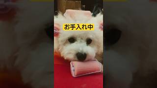 ▶美に目覚めた犬😆#面白い動画 #トイプードル #可愛い#犬のお手入れ #shorts
