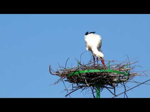 Video: Stork's nest. Where and how do storks build their nests?