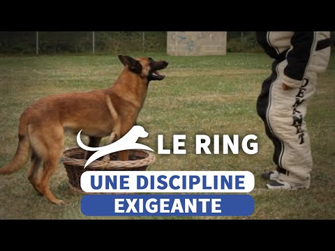 Vidéo: Dans le ring: la vie d'un maître-chien