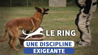 Découvrez le ring une discipline exigeante