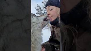 Kissing wolves
