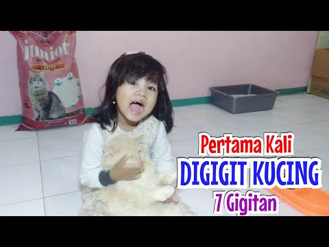 Video: Perkara Yang Perlu Anda Ketahui Mengenai Gigitan Kucing, Pergaduhan Dan Antibiotik