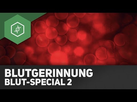 Video: Unterschied Zwischen Blutstillung Und Gerinnung