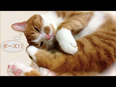 猫カフェ 横浜 ネコの可愛い♪のびのびポーズ☆〃赤ちゃんみたい♥茶トラ猫｢マック｣　- Cute Cat Mac like a baby