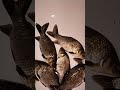.Свеженький карась на жареху.