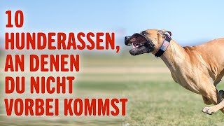 Hunde in der WOHNUNG halten - 10 geeignete HUNDERASSEN