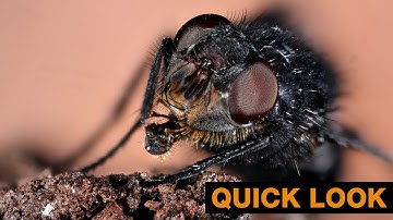 QUICK LOOK | Macro Photography - Focus Stacking