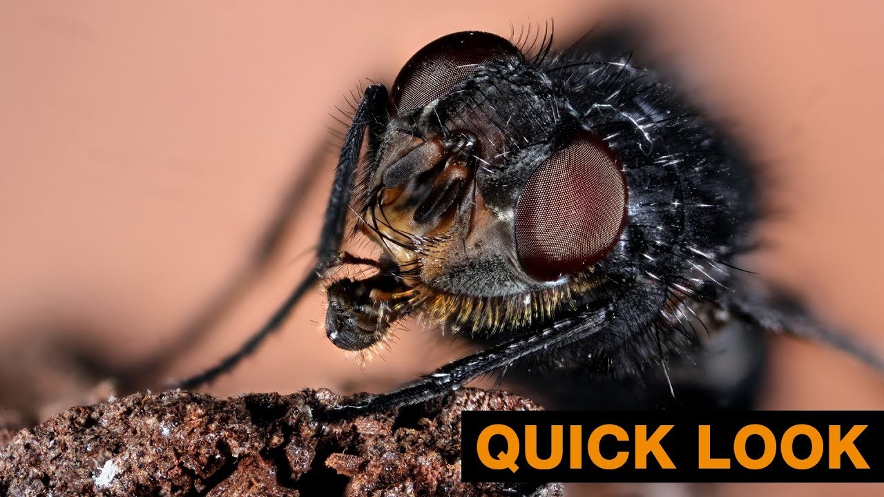 QUICK LOOK | Macro Photography - Focus Stacking