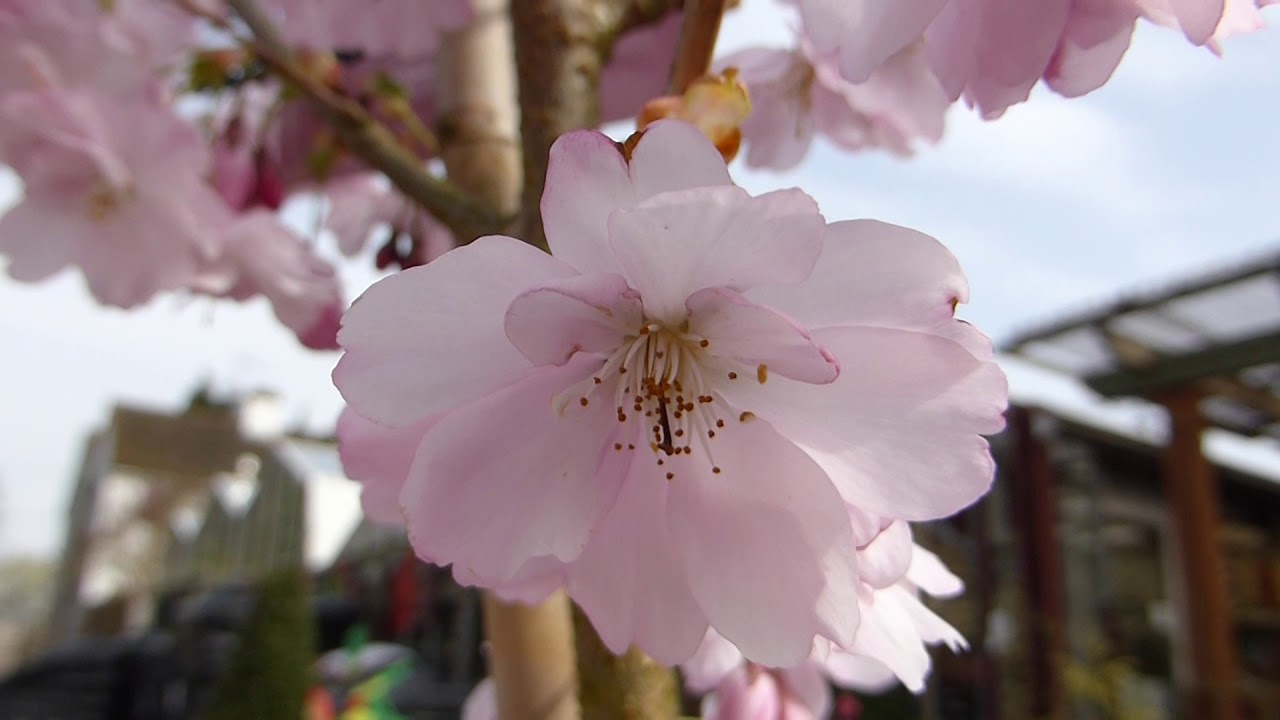 Cherry Tree Flowers Prunus Accolade