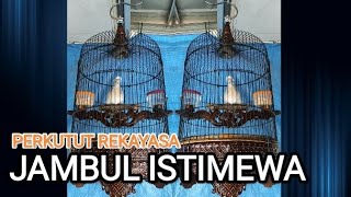 SUARA BURUNG PERKUTUT JAMBUL SILVER REKAYASA ISTIMEWA