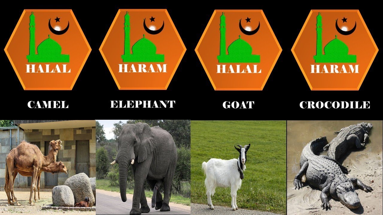 halal and haram animal meat in islam | animal whose meat is halal and