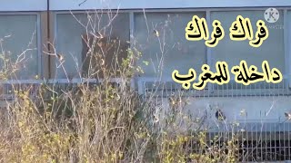 اسراب كبيرة من طائر الحسون تستعد للهجرة للمغرب هذه السنة