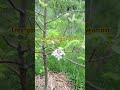 Trex gala 🍎 seedling rootstock #apple #nature #garden