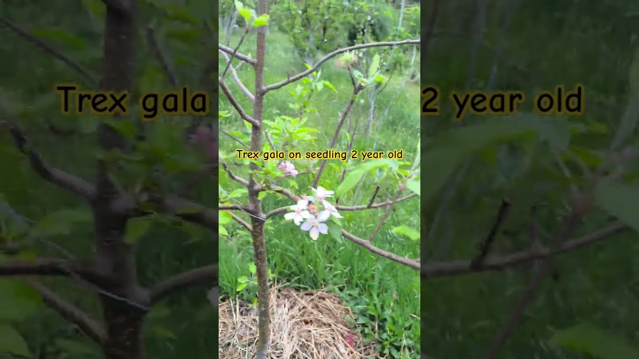 Trex gala 🍎 seedling rootstock 
