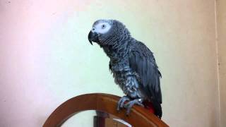 灰鸚波妞20110217-2.MOV