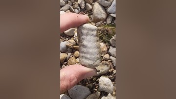 Fossil hunting for Echinoids