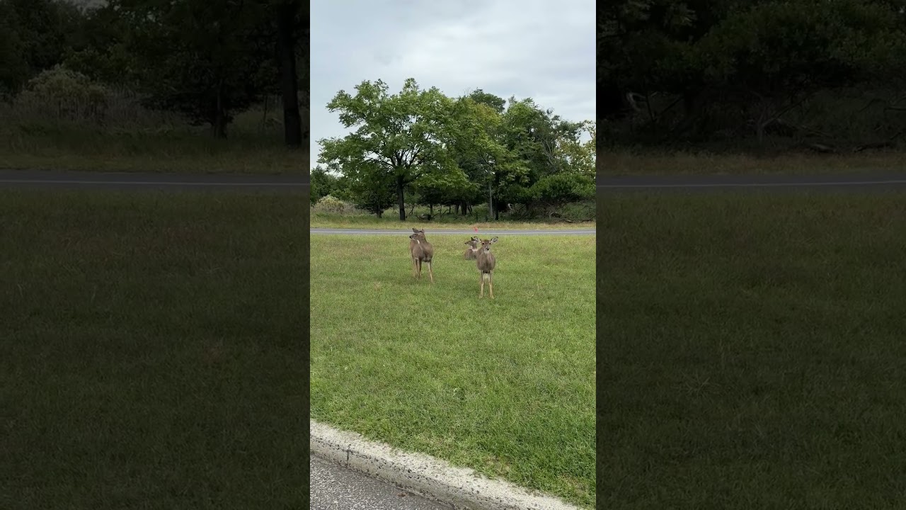 These deer were checking us out!  #nature #wildlife