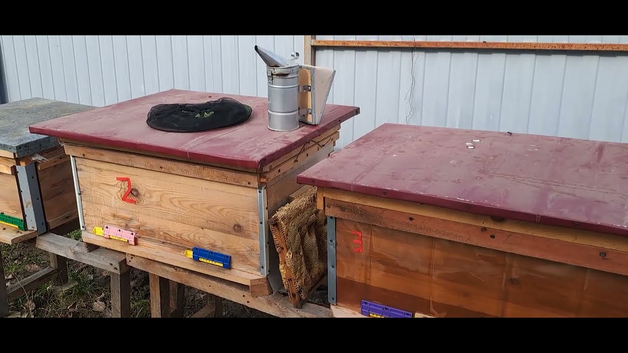 Подкормил своих девочек !!!