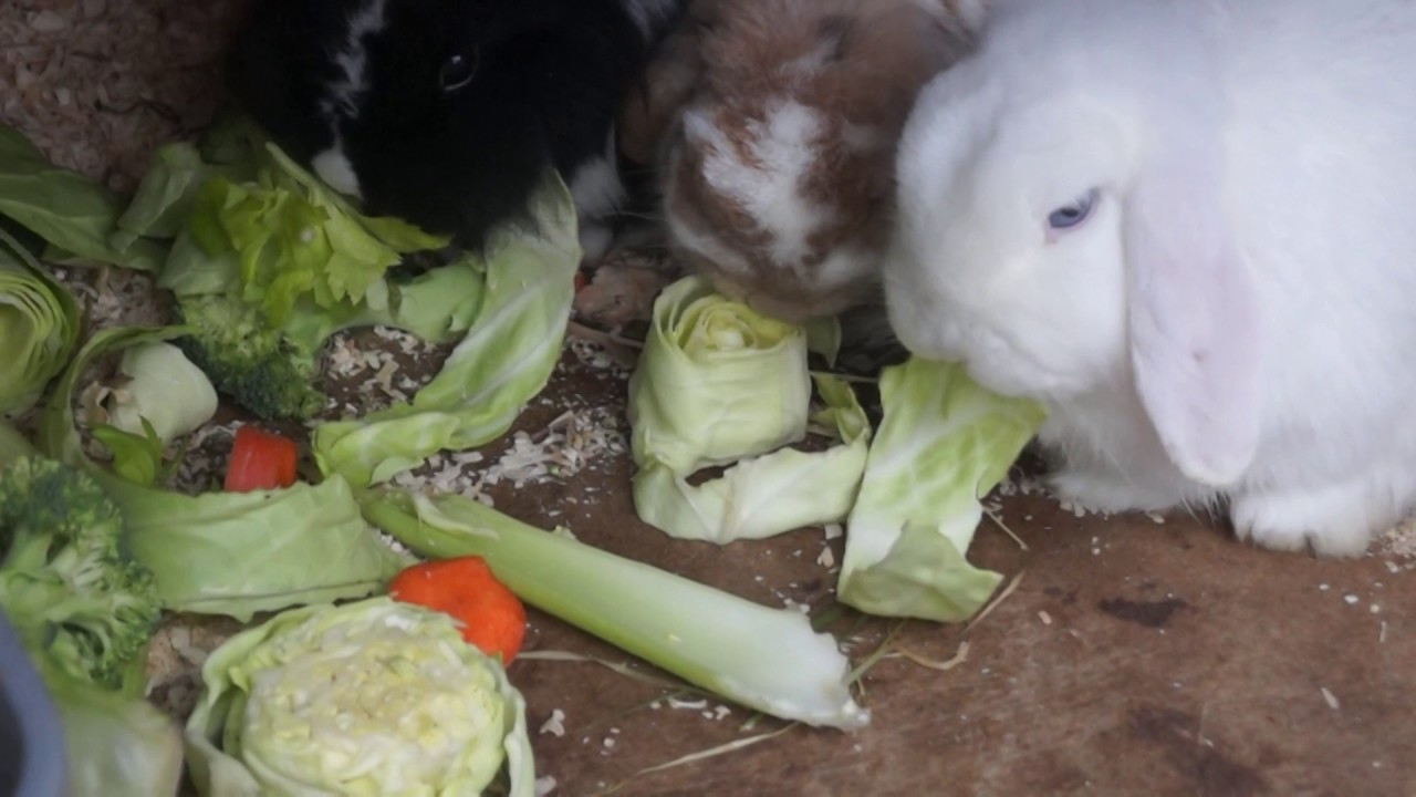 Three abandoned rabbits enjoy a meal YouTube