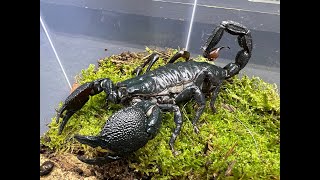 Pandinus imperator, The Emperor Scorpion adults to add to our breeding project