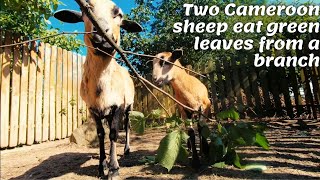 Two Cameroon sheep eat green leaves from a branch