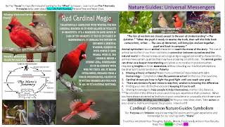 Cardinals|Animal Totem Spiritual Meaning|Divine Alignment|F4YT