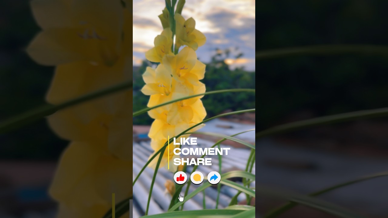 #Flower #flor #gladiolus