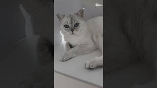 #becky #britishshorthair #catvideos #meowcats #cats_of_day #chat #gatto #neko #petlovers #catreels