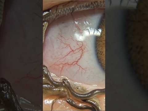 Super mini Microscópio aumentando tudo em 1600x #shorts #challenge #videoviral #funny