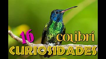 ¿Tienen los colibríes algún enemigo natural?