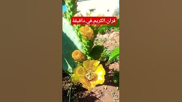 سورة الجبل.سعود.الشريم #المصحف #quran #راحة_نفسية #لايك #اكسبلور #في احترم.القران.دقيقة #دويتو