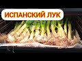 Запекаем лук Кальсотс, голубка Федя помогает)