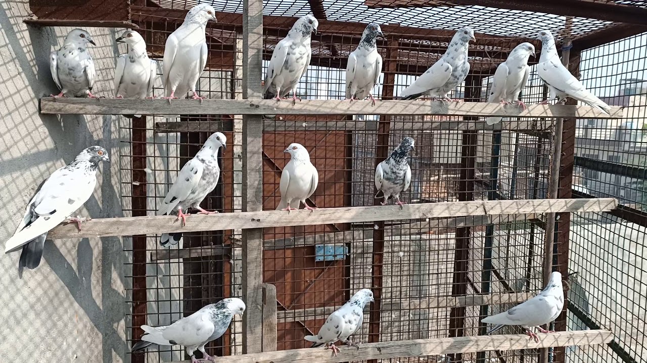 Kale chine Panjabi kabutar YouTube