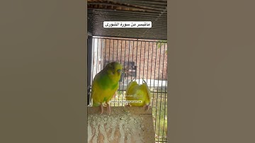 #سورة_الشورى #قرآن #عبد_الباسط_عبد_الصمد #طيور #البادجي #العراق #امريكا #quran #birds #budgies #usa