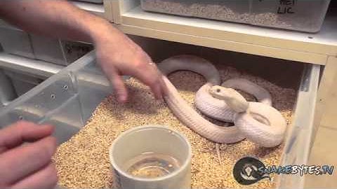 Snake Bytes TV - My Snakes Be Cold : SnakeBytesTV