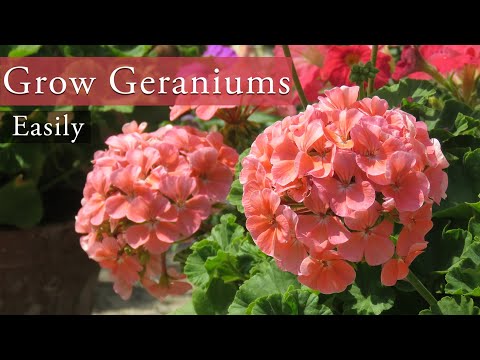 Video: Geranija In Pelargonij: Kako Se Razlikujeta? Kakšne So Podobnosti Med Cvetjem? Kako Skrbeti Za Rastline?