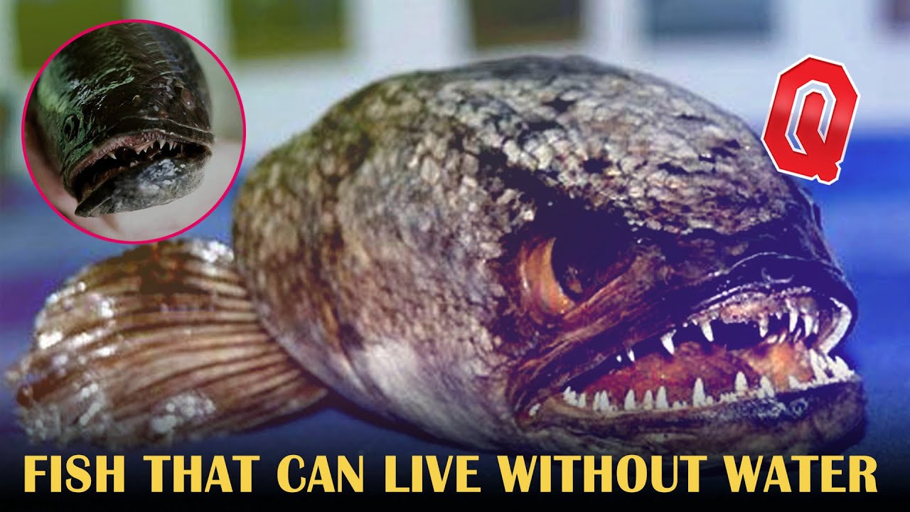 5-fish-that-can-breathe-out-of-water-youtube