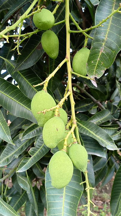 pentil super bening #shortvideo #harummanis