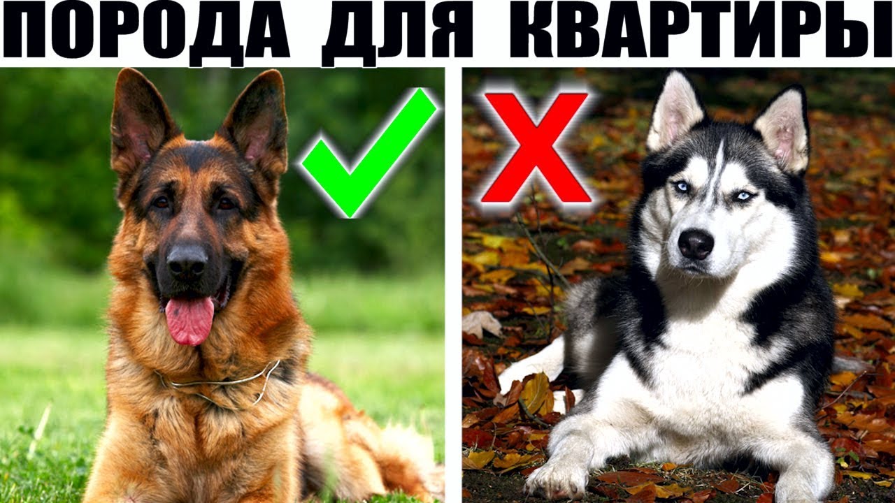 какая порода собачки какая порода собачки