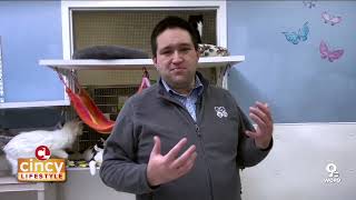 Supporting the cats of Save the Animals Foundation in Cincinnati | Cincy Lifestyle