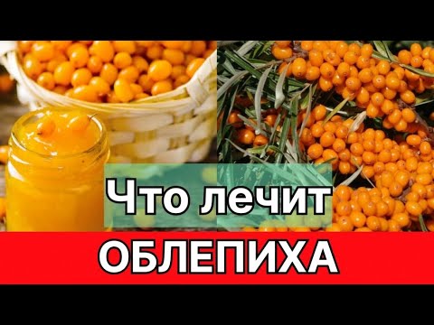 Польза Облепихи для организма. Лечебные свойства Облепихи