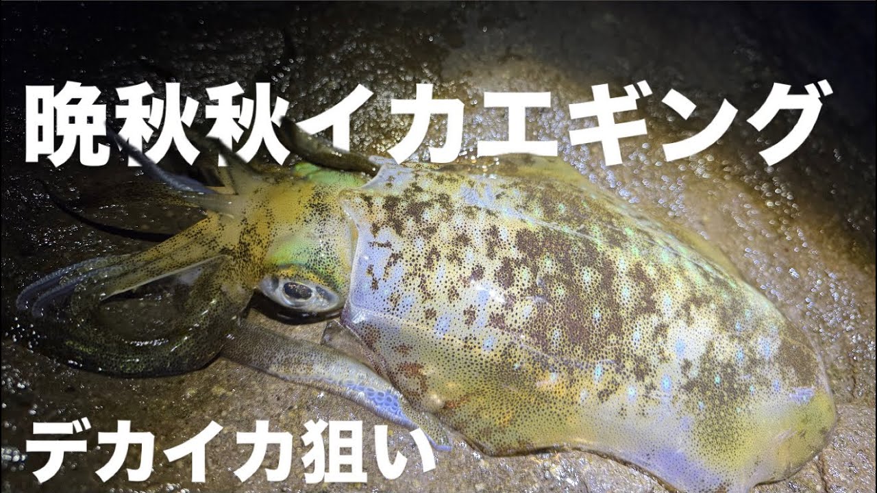 ［エギング］秋イカキロアップ争奪戦開催‼️［完全密着］
