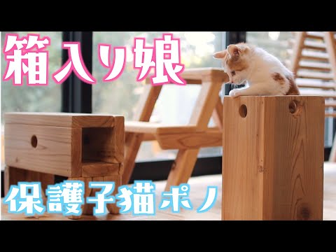 箱を見つけたら入らずにいられない子猫がこちらですw