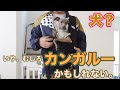 抱っこひも使ったらカンガルーになりました。【イタグレ】
