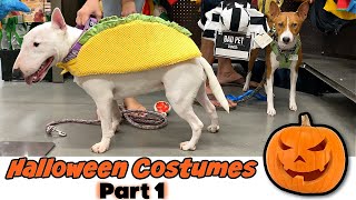 Halloween Costumes for Dogs and Cats, 2021. Part 1 by Feenix the Funny Singing Dog 163 views 2 years ago 3 minutes, 52 seconds