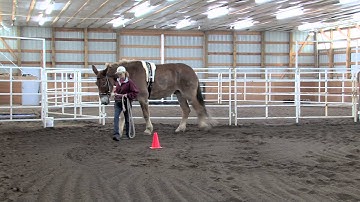 LTR Training Tips: Communication and Equines