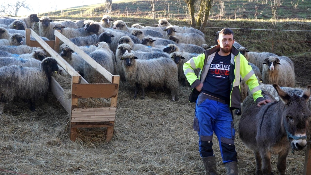 PRODO SAM BIO OVCE DOK JE BILO PARA BILO JE I JARANA