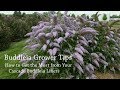 Buddleia Production Tips | Walters Gardens